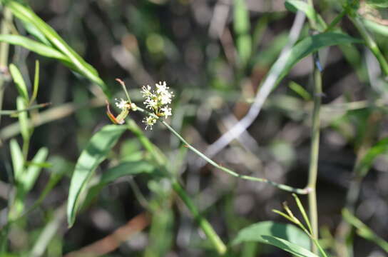 Image of Duma florulenta (Meisn.) T. M. Schust.