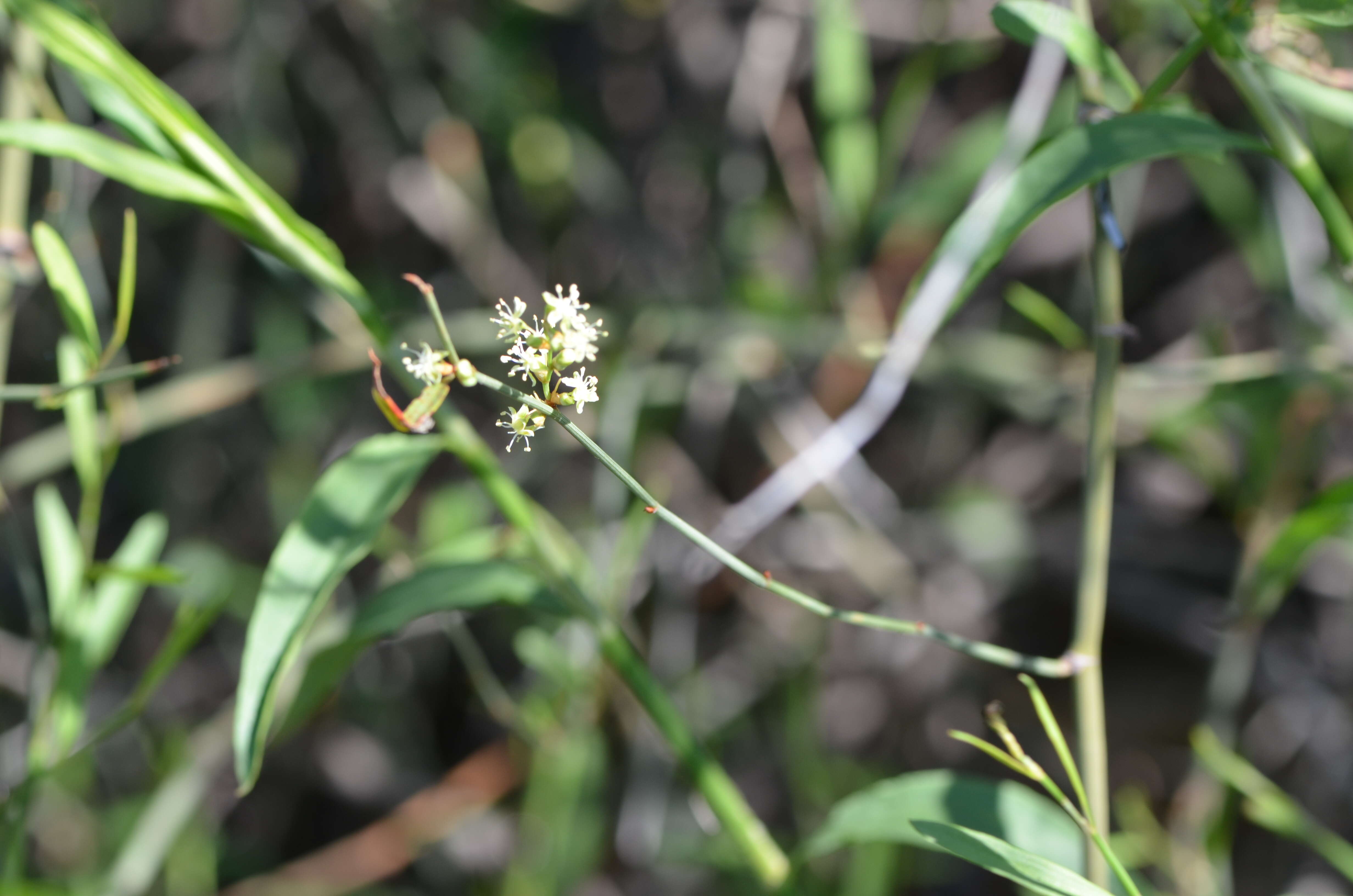 Image of Duma florulenta (Meisn.) T. M. Schust.