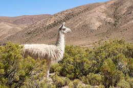 Image of llama