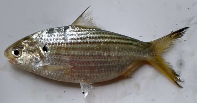 Image of Chacunda gizzard shad