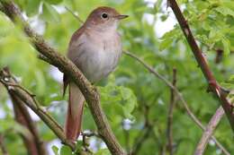 Image of nightingale, common nightingale