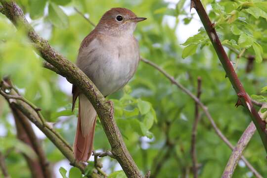 Image of nightingale, common nightingale