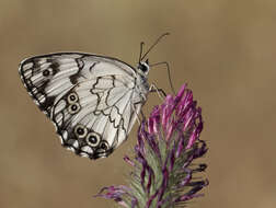 Imagem de Melanargia titea Klug 1832