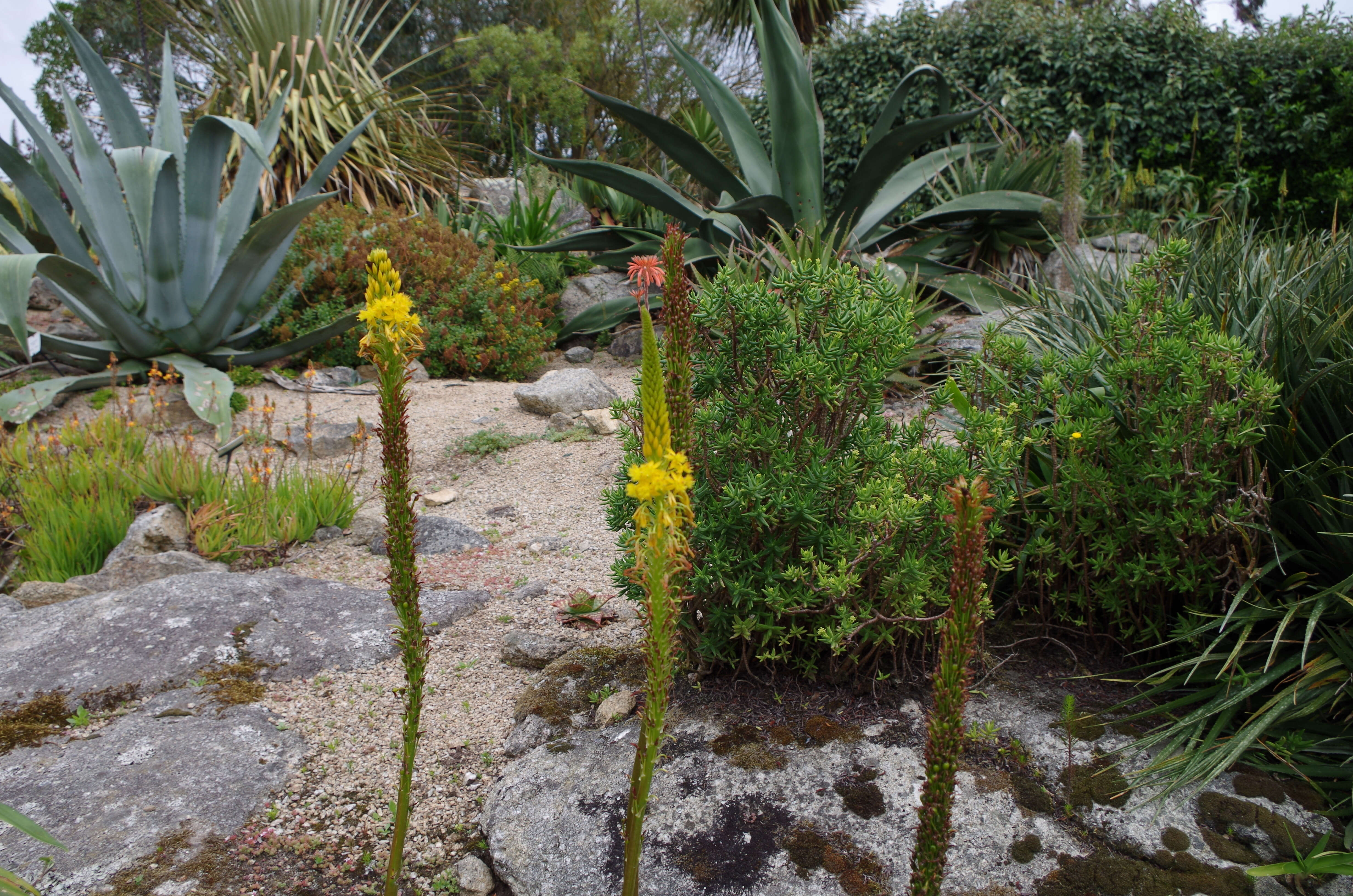 Imagem de Bulbine alooides (L.) Willd.