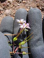 Image of Common Stork's-bill