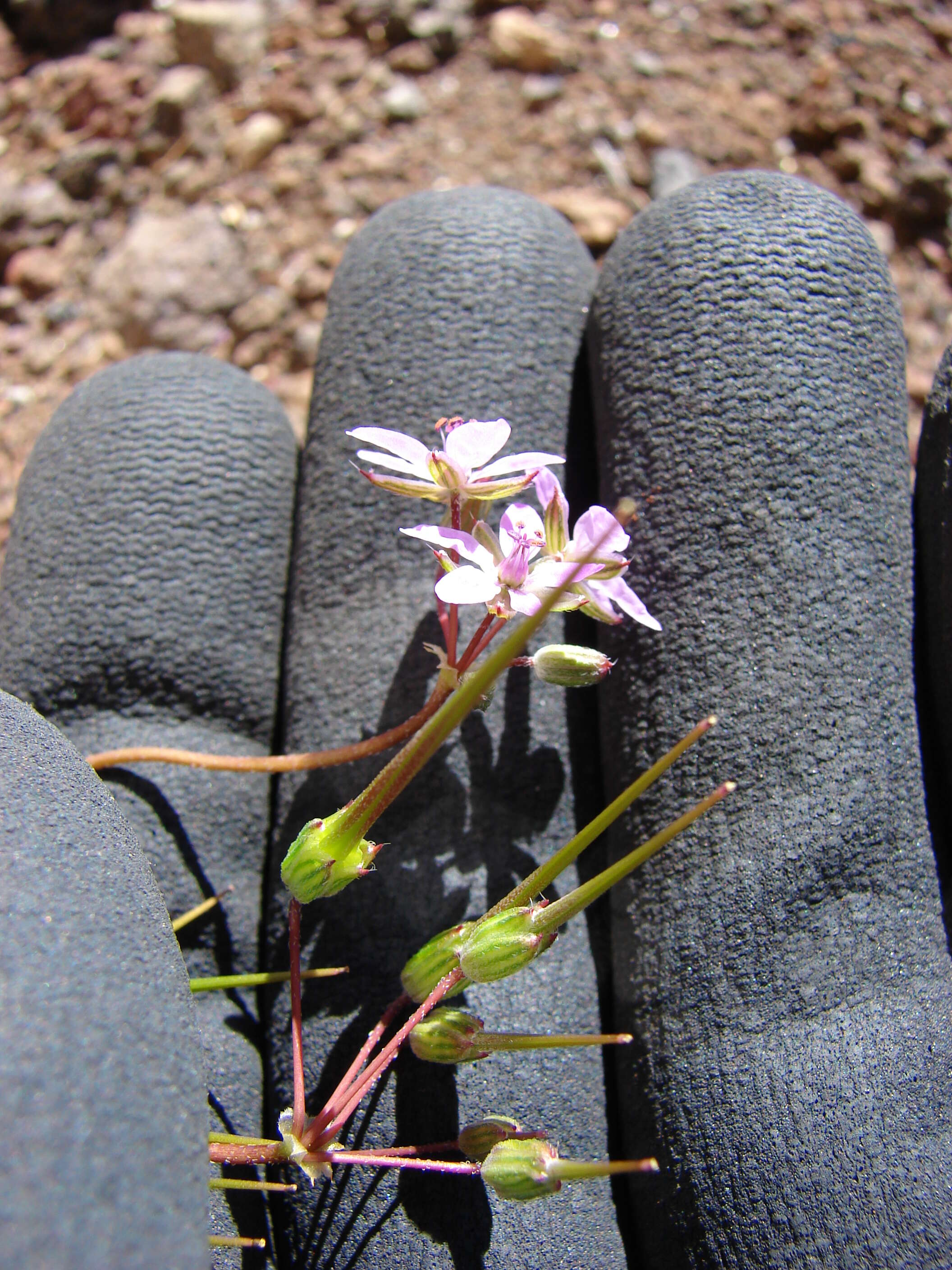 Image of Common Stork's-bill