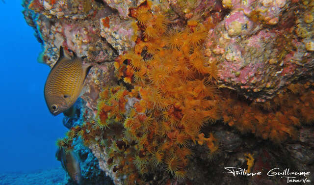 Image of Azores Chromis