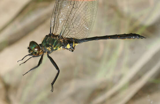 Image of Somatochlora viridiaenea (Uhler 1858)