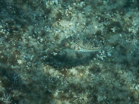 Image of Studded Pufferfish