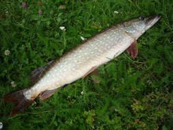 Image of Northern pike