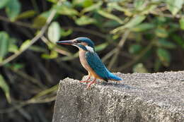 Image of Common Kingfisher