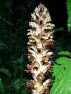 Imagem de Orobanche reticulata Wallr.