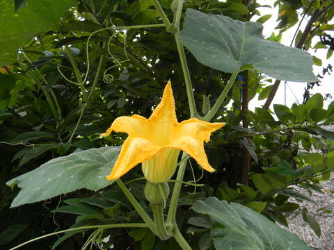 Image of Buttercup Squash