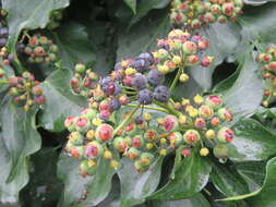 Hedera nepalensis K. Koch resmi