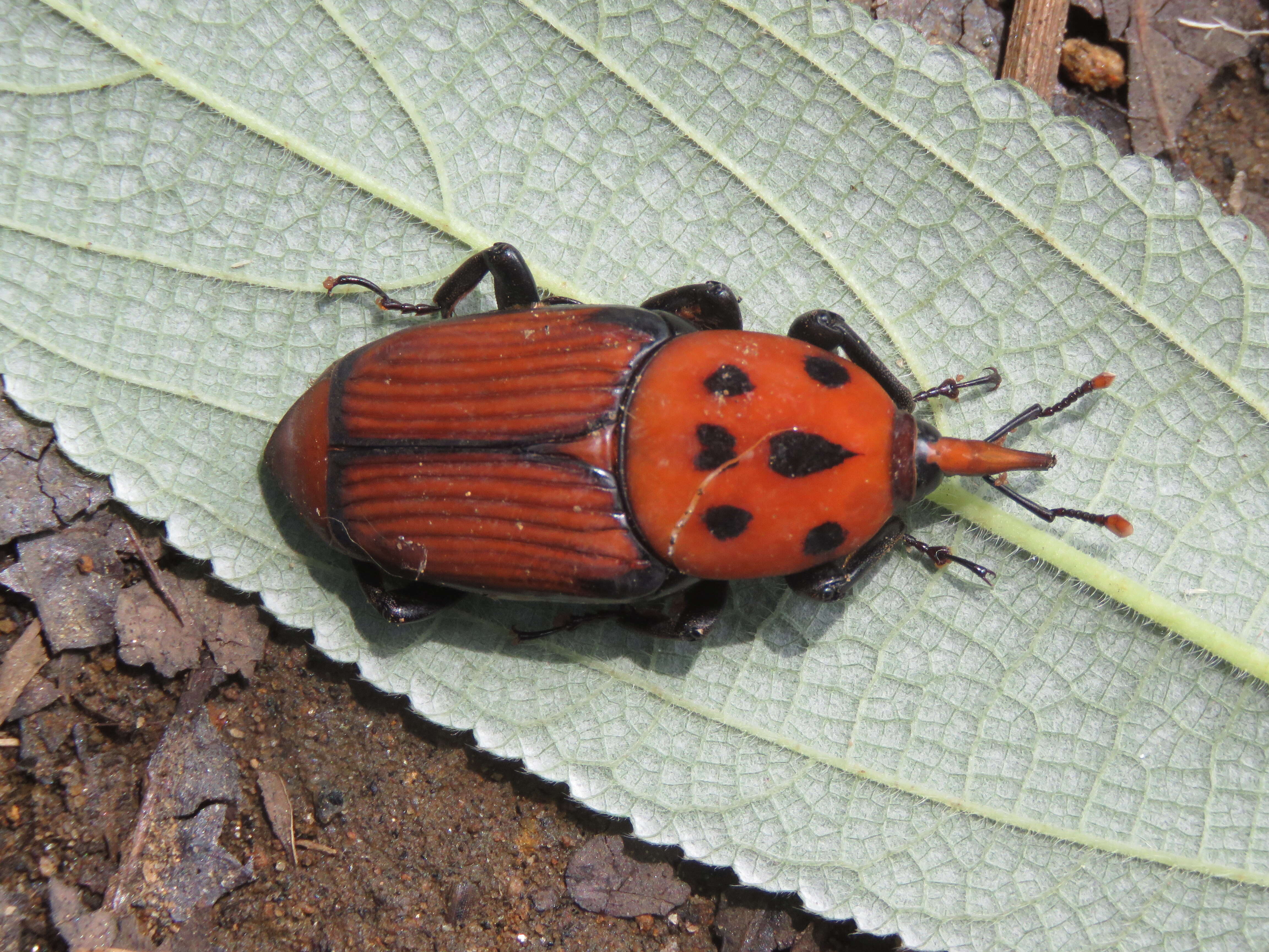 Image of Red palm weevil