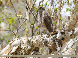 Image of Eurasian Sparrowhawk