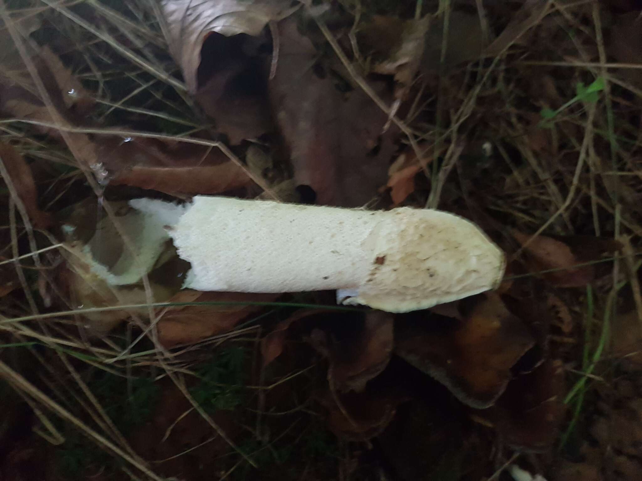 Image of Stinkhorn