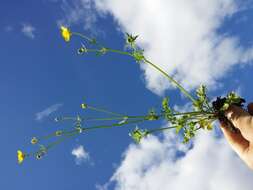 Image of hairy buttercup