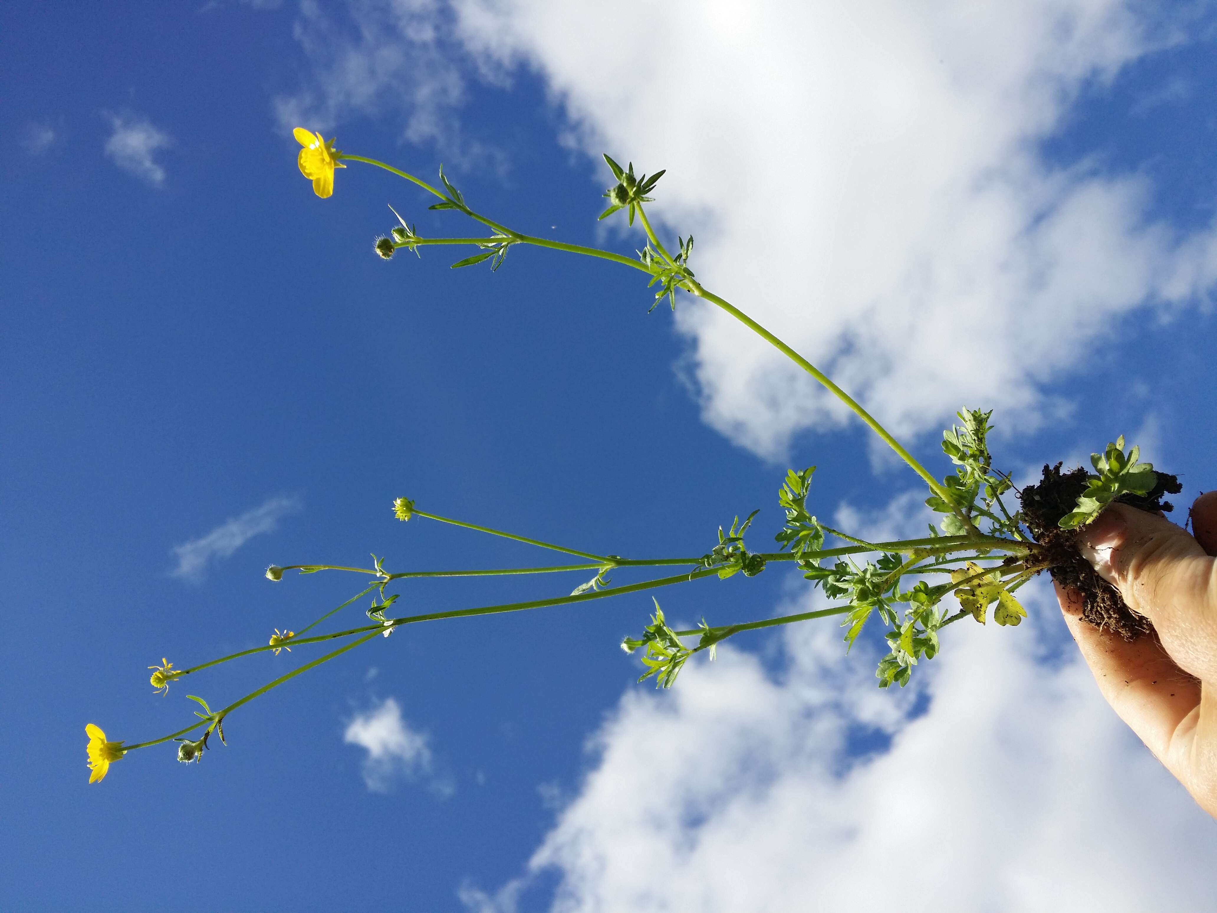 Image of hairy buttercup