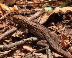 Image of Rainbow Ameiva