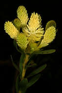 Image of Featherbush