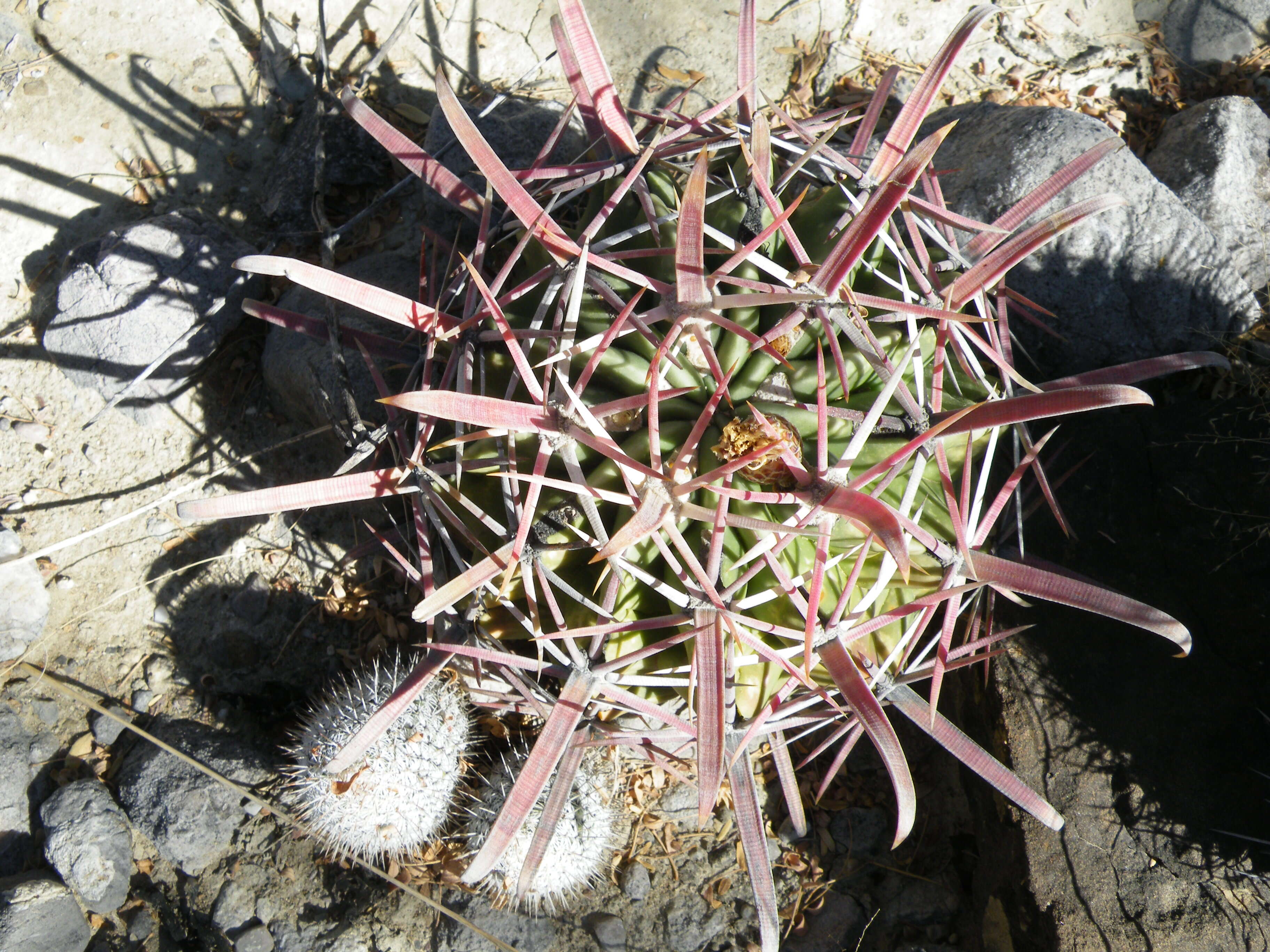 Image of Ferocactus latispinus (Haw.) Britton & Rose