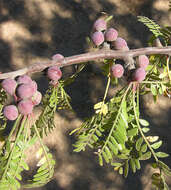 Image of elephant tree