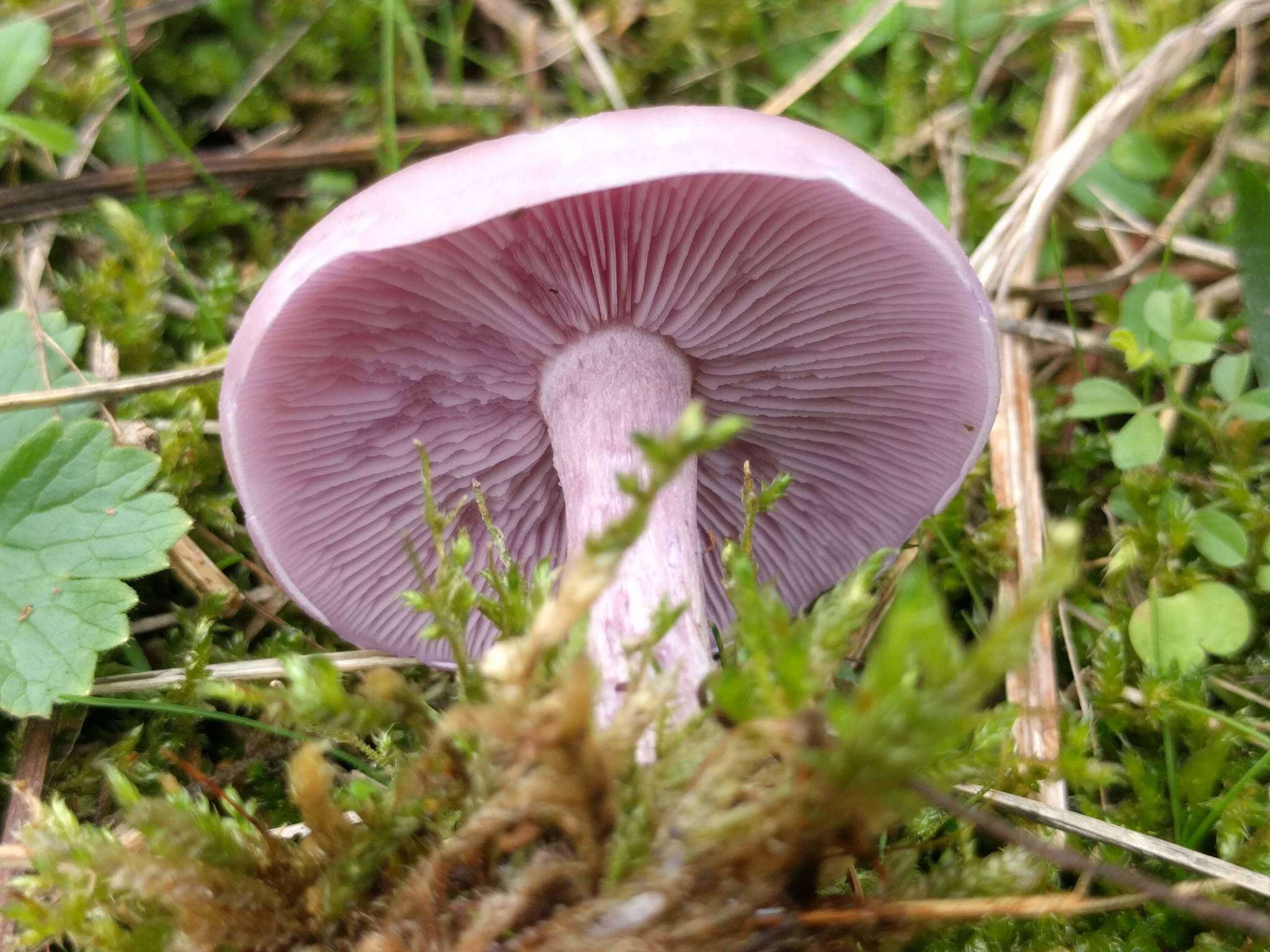 Image de Tricholome Pied bleu