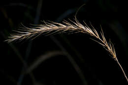 Plancia ëd Elymus canadensis L.