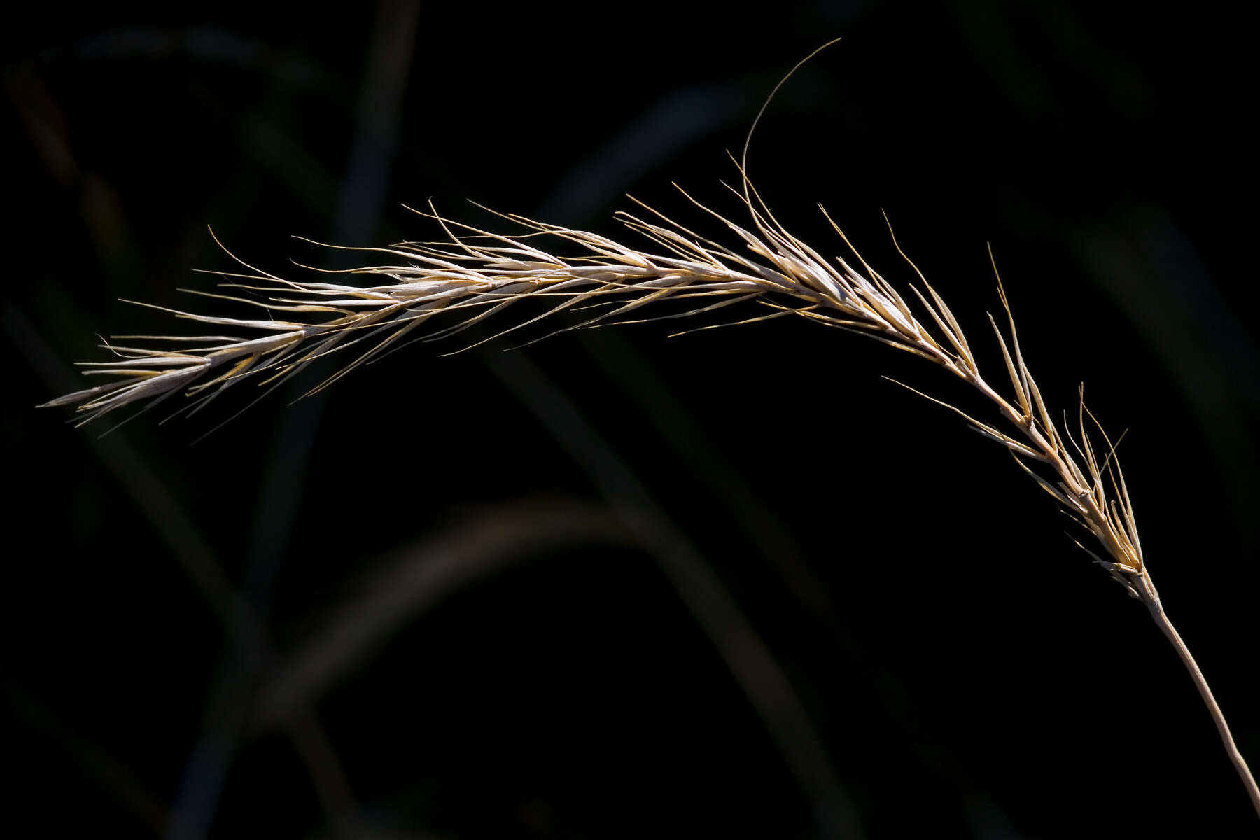 Plancia ëd Elymus canadensis L.