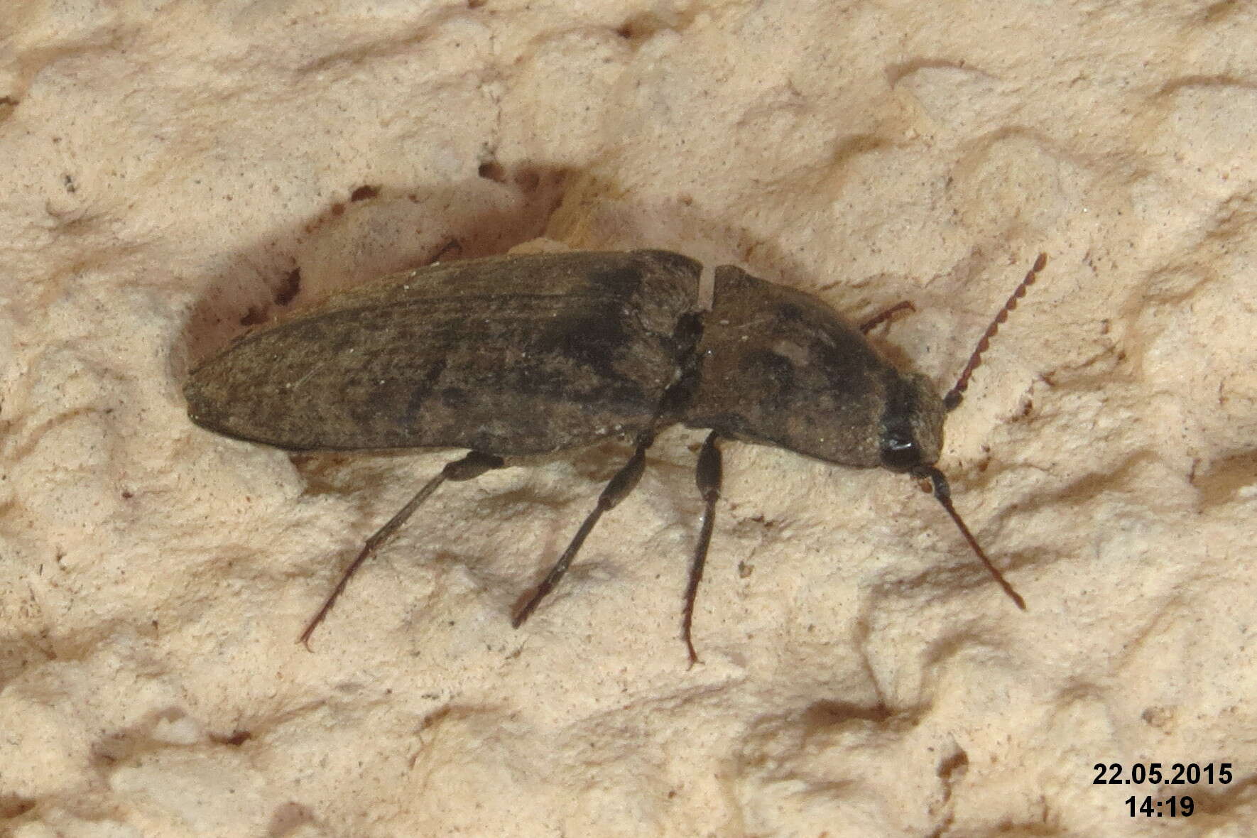 Image of Agrypnus murinus