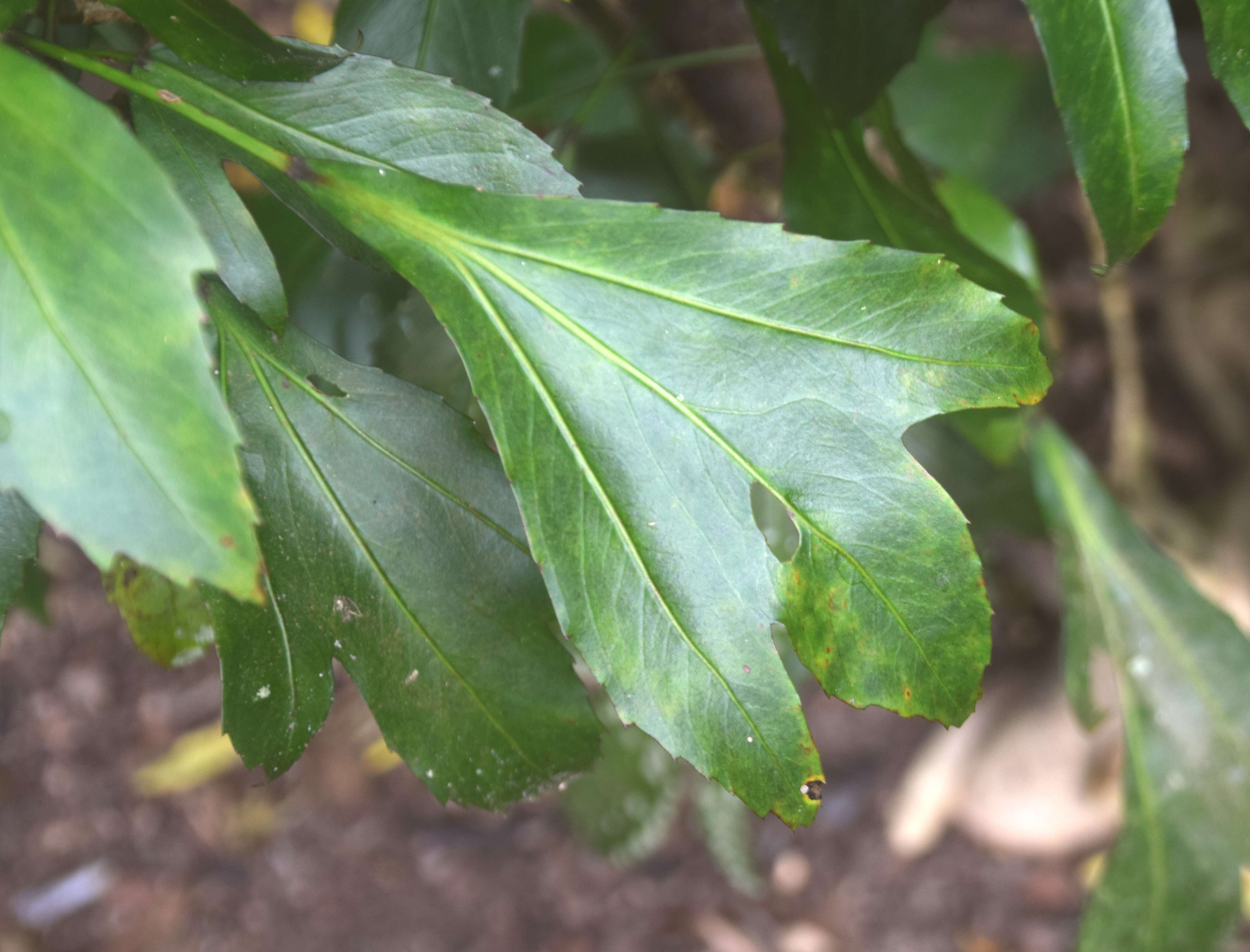 Image of Alseuosmia quercifolia A. Cunn.