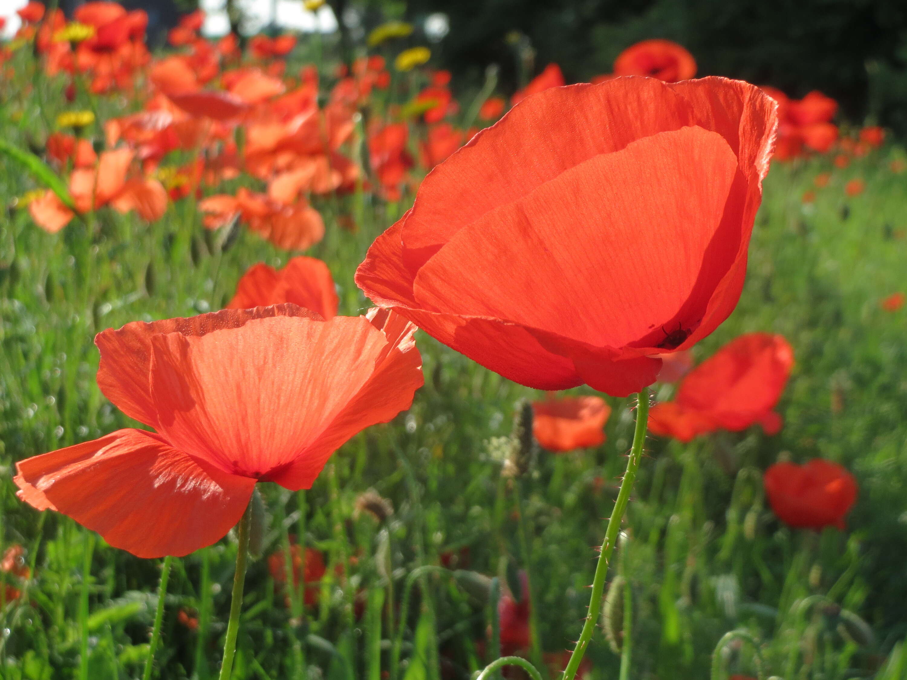 Image of corn poppy