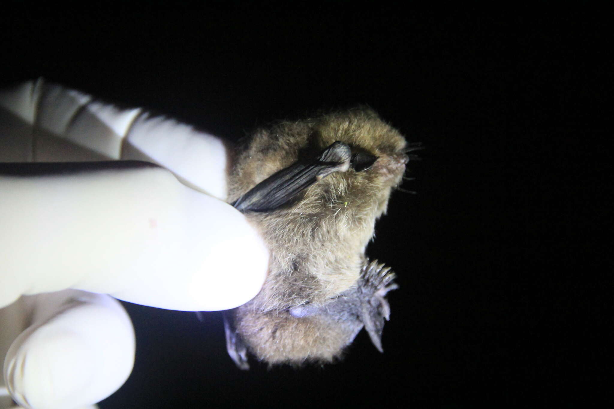 Image of Chilean Myotis