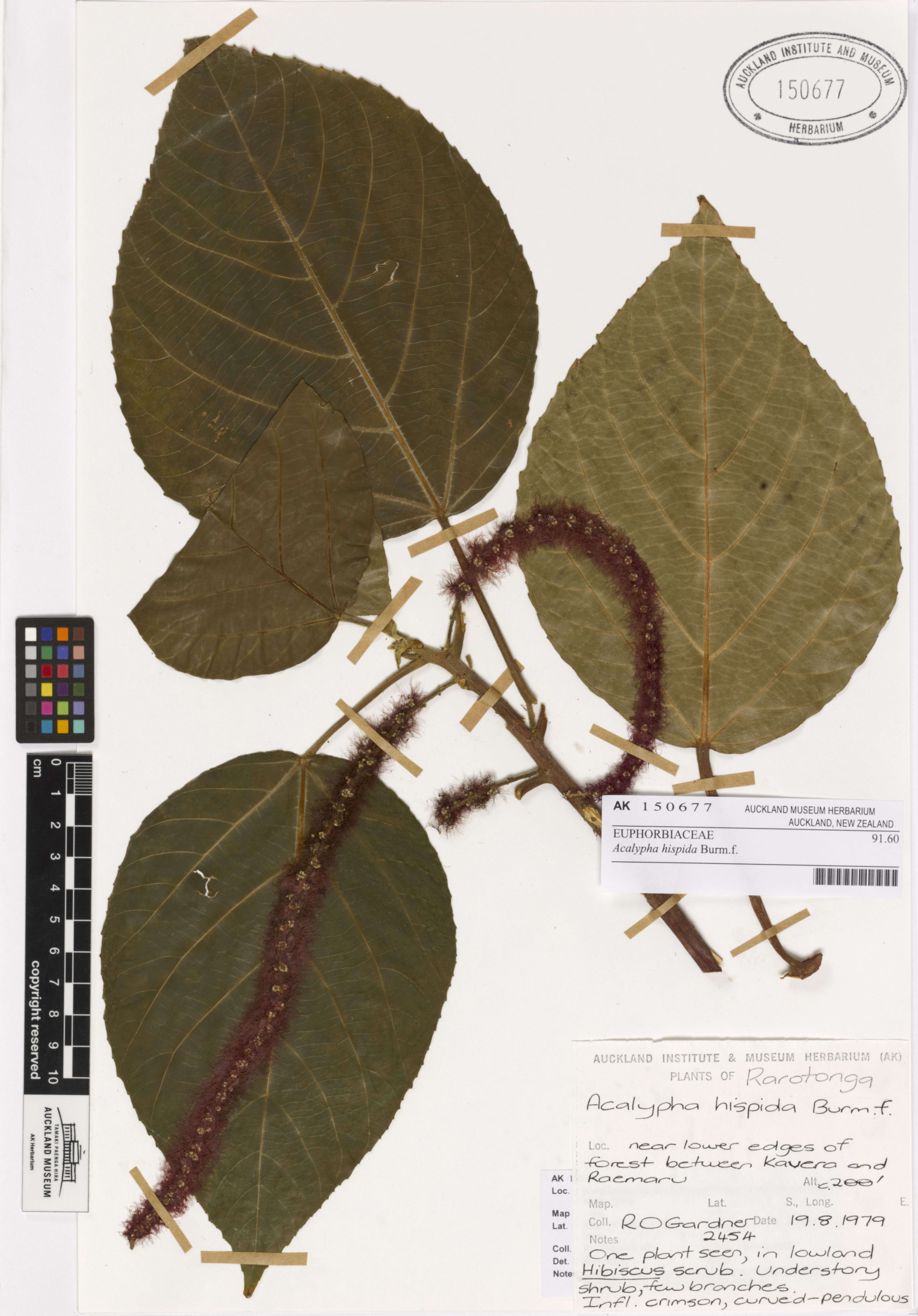 Imagem de Acalypha hispida Burm. fil.