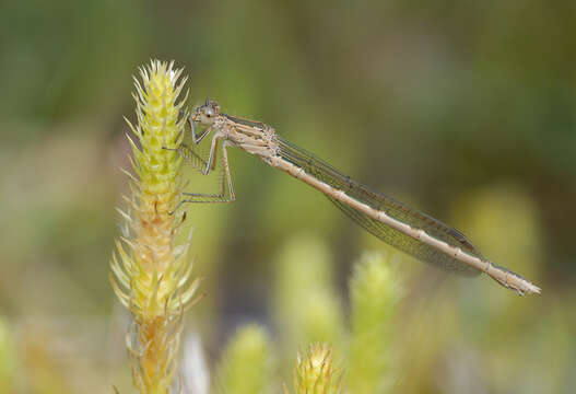 Image of Siberian Winter Damsel