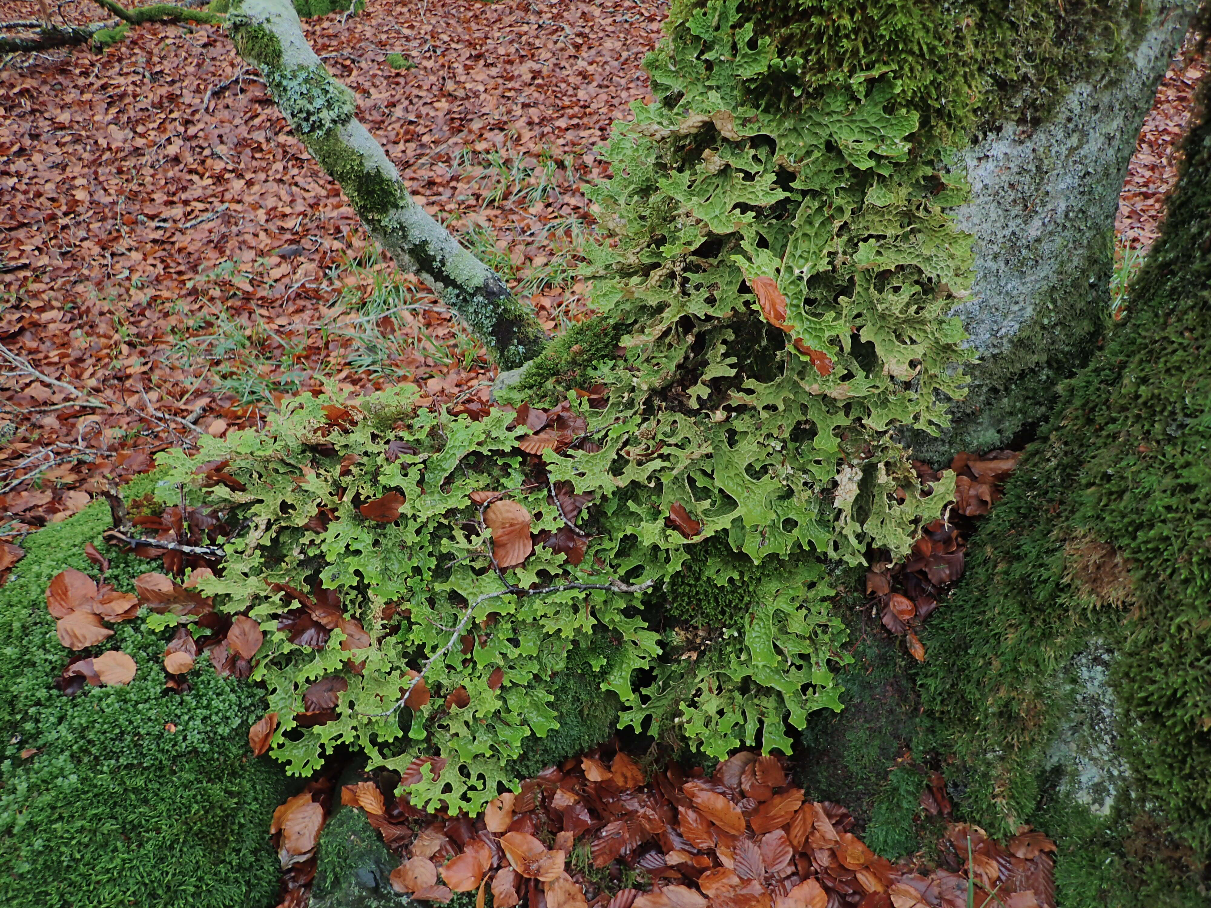 Image of Lungwort