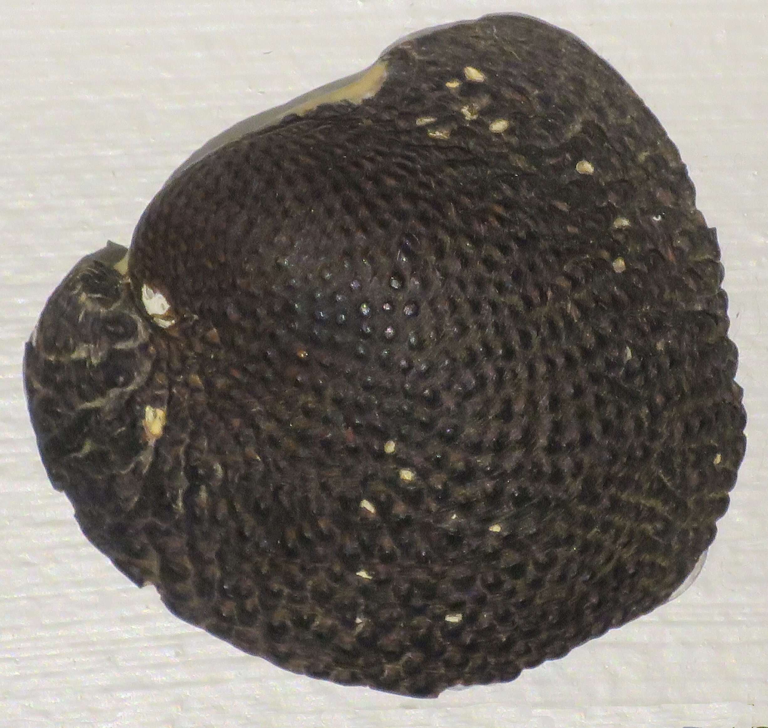 Image of Neritina granosa