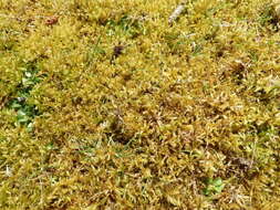 Image of square goose neck moss