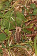 Image of Nursery-web spider