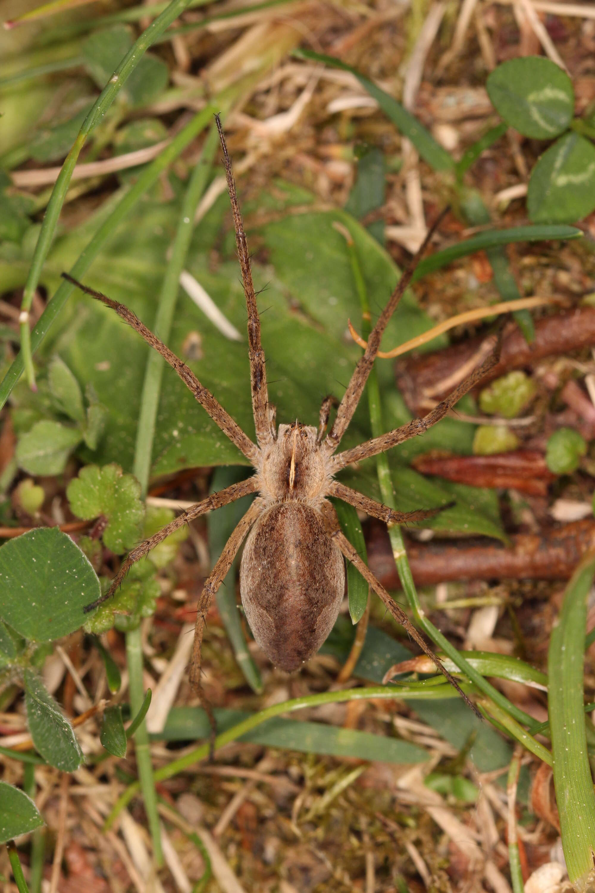 Image of Nursery-web spider
