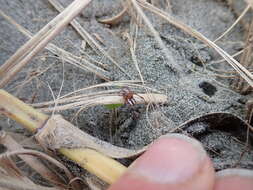 صورة Latrodectus katipo Powell 1871