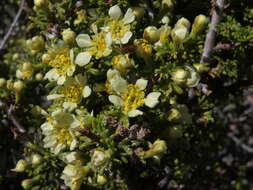 Image of desert bitterbrush