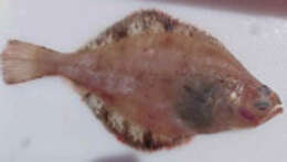 Image of Flathead sole