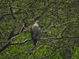 Image of White-bellied Sea Eagle