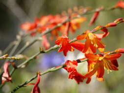 Image of Giant Montbretia