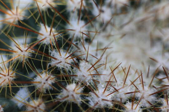 Image of Mammillaria standleyi (Britton & Rose) Orcutt