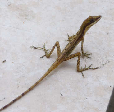 Image of Humble Anole