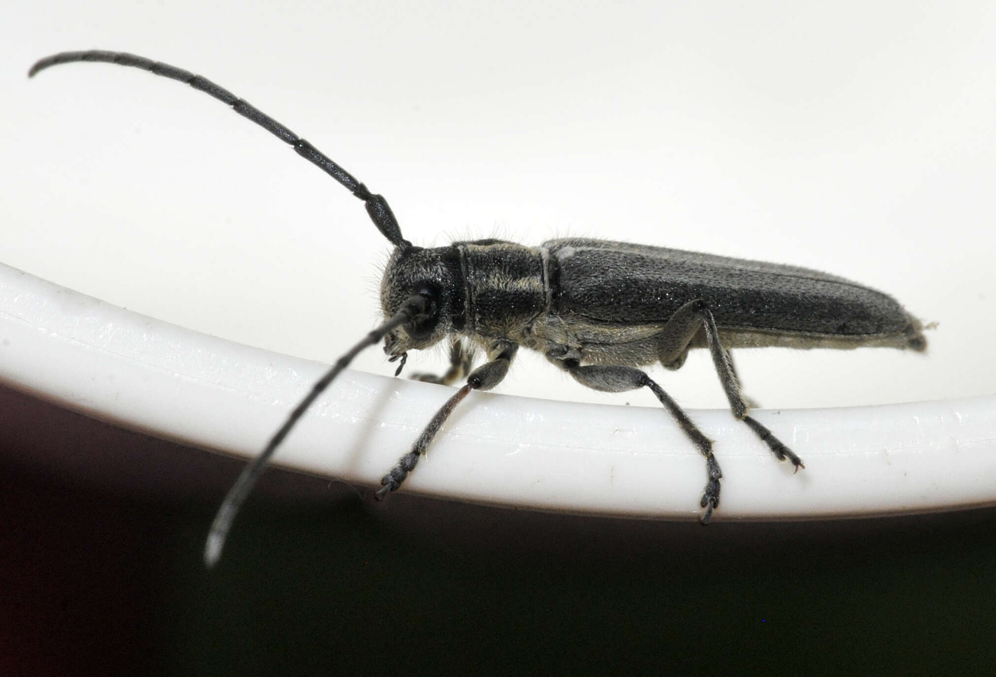 Слика од Phytoecia nigricornis (Fabricius 1782)