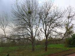 Слика од Fraxinus latifolia Benth.